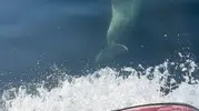 Jet skiye eşlik eden yunusların keyfi kamerada
