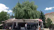 Sivaslı işletmeciden ağaç sevgisi Kafenin ortasına salkım söğüt sığdırdı