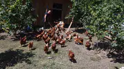 Şehir hayatını bıraktı, köydeki tavuk çiftliğiyle talebe yetişemiyor