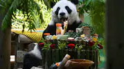 Çin’in sevilen pandası Xing Mei 15 yaşına girdi