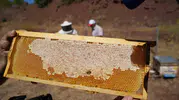 Erzincan'ın yüksek kesimlerinde asırlık gelenek 400 kovada organik geven balı hasadı