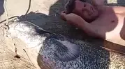 Sakarya Nehri'nde devasa yayın balığı avı