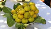 Aydın’ın inciri dünya sofralarına yolculuğuna başladı