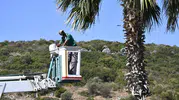 Kuşadası çevreyolunda palmiye temizliği başladı