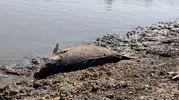 Hayrabolu'da gölet kurudu, balıklar oksijensiz kaldı