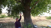 300 yıllık dev kavak, yaylanın gölgesi ve hafızası