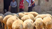 Afyon’da küçükbaş hayvancılığı geliştirmek için yeni adım