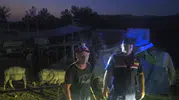 Ağıl kapısı açık kaldı, 50 koyun kayboldu; jandarma dronla buldu