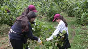 Mardinli gençler Ordu’da fındık hasadı yaparak yeni bir hayatı keşfediyor