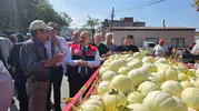 Balıkesir'de susuz tarımla üretilen beyaz kavunlar tezgaha iniyor