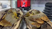 Elazığlı vatandaş meşe ağacından 13 kilo saf bal topladı
