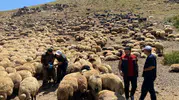 Şırnak yaylalarında sürü sağlığı için kapsamlı saha seferberliği Aşıdan kimliklendirmeye tüm adımlar tamam