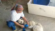 Antalya’da çoban köpeğine vahşi saldırı
