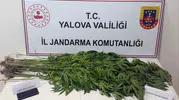 Jandarma Yalova'da 3 şüpheliyi yakaladı, 40 kök kenevir buldu
