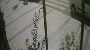 77 yaşındaki adam yaya geçidinde otomobilin çarpmasıyla yaralandı