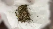 Sakarya'da yaşlı adamın evinden uyuşturucu fabrikası çıktı