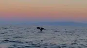 Şarköy kıyılarında yunusların şovuna denk gelen vatandaşlar o anları kaydetti