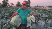 Söğütlü'nün meşhur dolmalık lahanası tezgaha iniyor