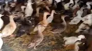 Enez operasyonunda 257 yabani kuş kurtarıldı
