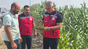 Antakya'nın verimli topraklarında mısır hasadı tüm hızıyla sürüyor