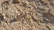 Tunceli yollarında nadir bir doğa sürprizi yaşandı