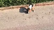 Adana'da pitbull dehşeti Kediyi öldürdü, polise haber verilmesini engelledi