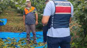 Kocaeli fındık tarlalarında jandarma mesaisi başladı