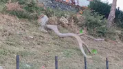 Tekirdağ'da poyraz ağaçları yerinden söktü