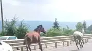 İnegöl trafiğinde atlarla tehlikeli yarış