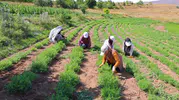 Bayburt’un kokulu altını tarhun tarlalarda toplandı