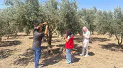 Manisa zeytinliklerinde sinek alarmı Ekipler sahaya indi