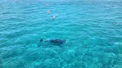 Alanya kıyılarında tatilcilerin sürpriz misafiri