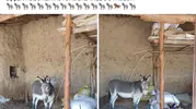 Eskişehirli çiftçinin başıboş eşek isyanı