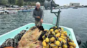 İnebolu'da balıkçılar umutlu Palamut bolluğu yaşanacak