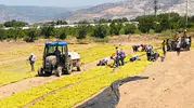 Buldanlı üzüm üreticisi devletten fiyat müdahalesi bekliyor