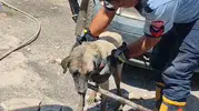 İslahiye’de konteyner altında doğum yapan köpek ve yavruları kurtarıldı