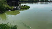 Çorlu'daki gölet yeşile büründü, belediye müdahale etti