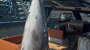 Seferihisar'da oltaya 260 kiloluk dev orkinos takıldı