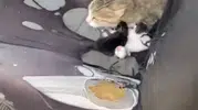 Tarsus’ta otomobile giren kedi koltukları yuvaya çevirdi