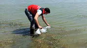 Tekirdağ'daki göletlere binlerce yeni balık takviyesi yapıldı
