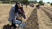 Dünyanın en pahalı baharatında hasat geri sayımı başladı