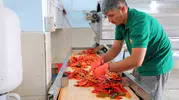 Maraş sofralarının olmazsa olmazı biber salçası sezonu açıldı