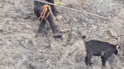 Samandağ'da kayalıklarda mahsur kalan 2 keçi itfaiyenin 2 saatlik çalışmasıyla kurtarıldı