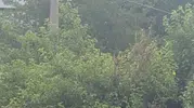 Safranbolu’da karganın çıkardığı ses köylüleri şaşkına çevirdi