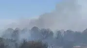 Mudanya'da anız yangını ormana sıçradı