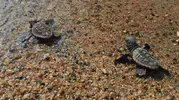 Caretta caretta yavruları 54 gün sonra Güzelçamlı'da denize kavuştu