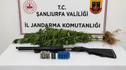 Halfeti'de jandarmadan kenevir baskını, bir kişi gözaltında