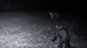 Fotokapan Ganos Dağları'nın gece bekçilerini ifşa etti