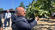 Aydın inciri için 100 milyon liralık dev Ar-Ge merkezi yolda