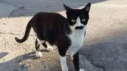 Samsun sokaklarında bıyıklarıyla fenomen olan kedi